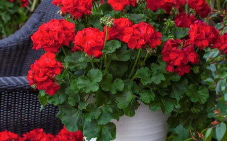 geranie pflegen rote blüten weißer blumentopf rattanstuhl