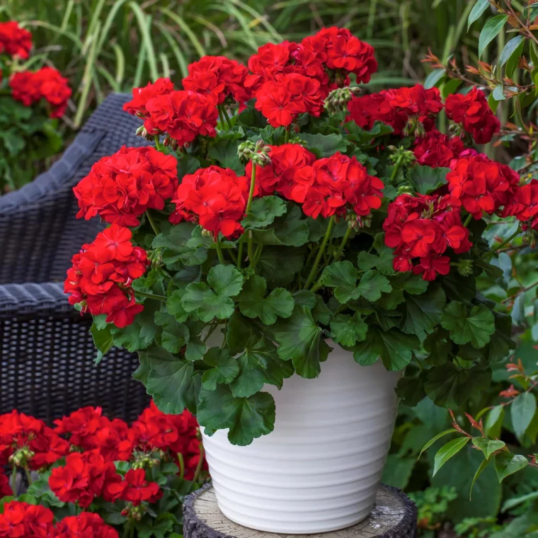 geranie pflegen rote blüten weißer blumentopf rattanstuhl