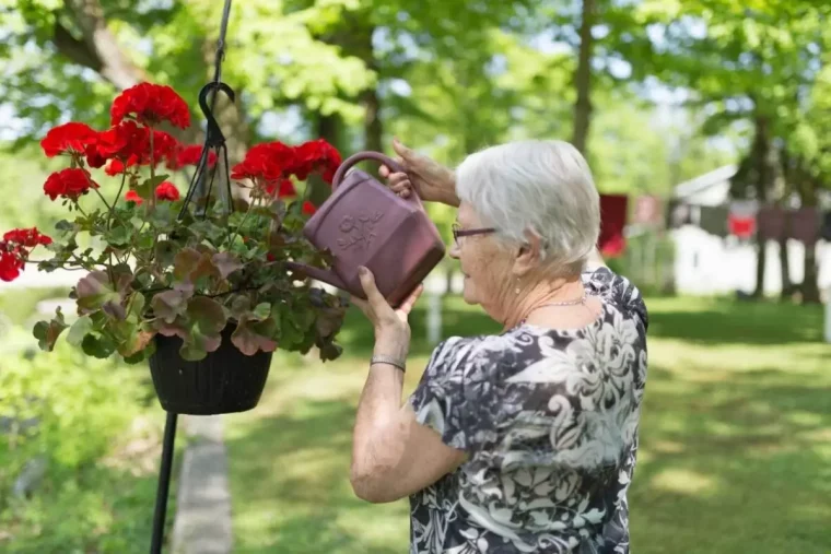 geranien pflegem was ist der beste duenger fuer geranien oma giesst haengende geranien