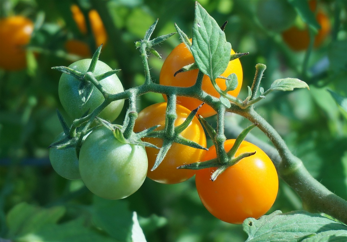 gruene und orangenfarbene tomaten tomatenpflanze