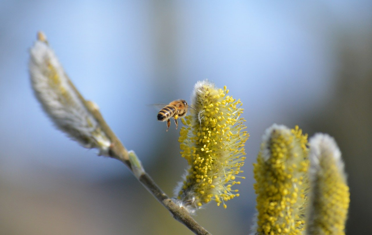 haengende kaetzchenweide bienenfreundliche gehoelze