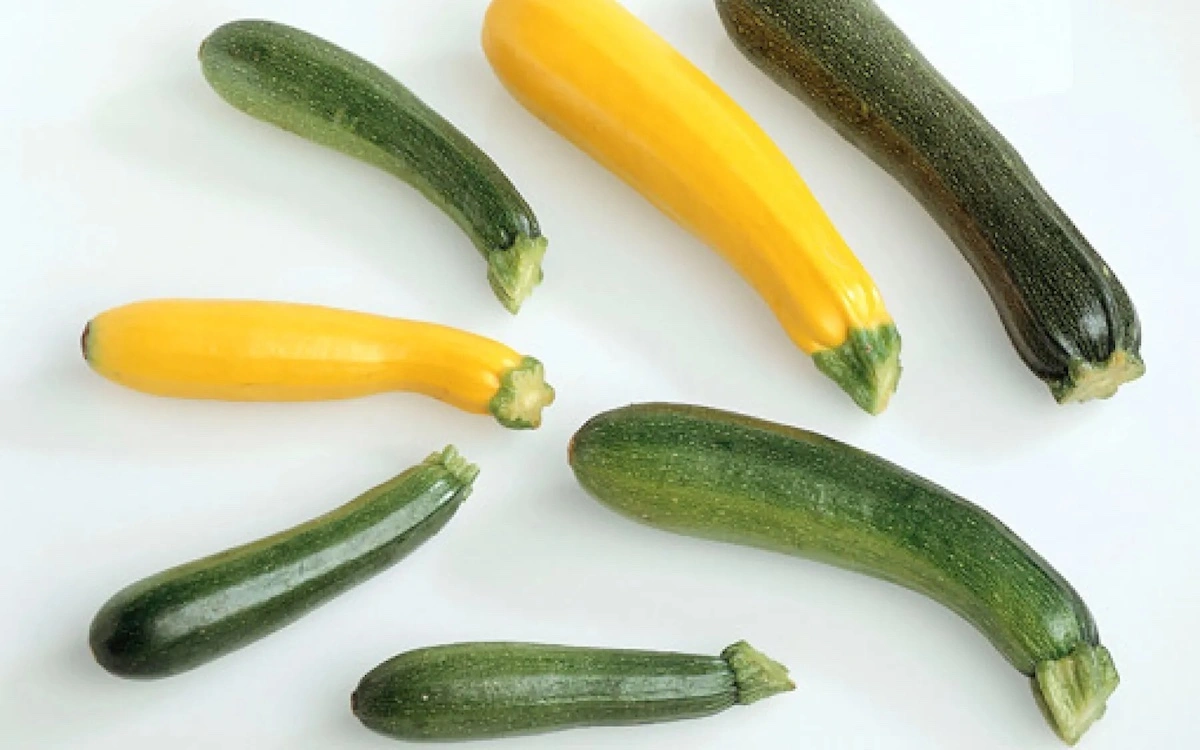 hier finden sie tipps fuer eine gigantische zucchiniernte