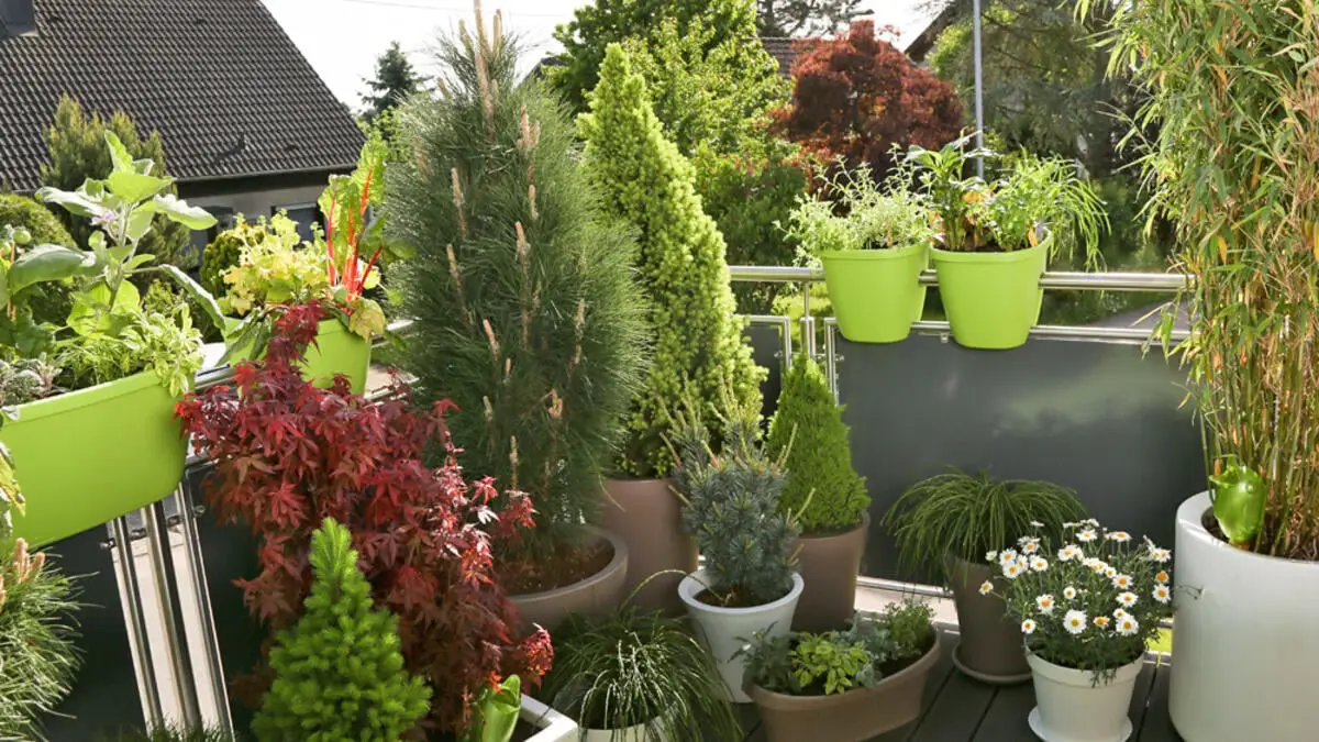 holzterrasse ideen moderne terrasse ideen 2023 sichtschutz thuja bluementoepfe