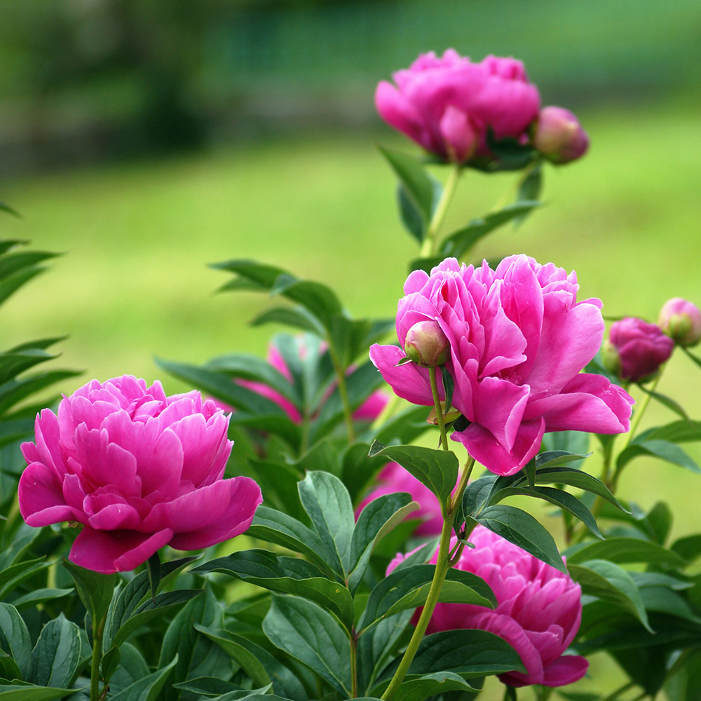 how to grow peonies 2022 hero