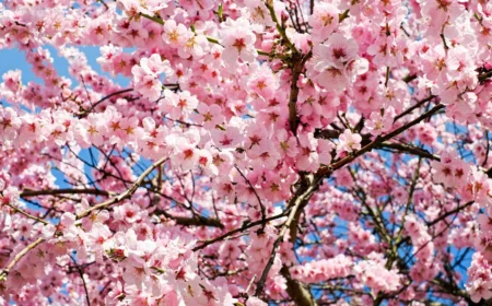 japanische zierkirsche unterpflanzen kirsche garten himmel