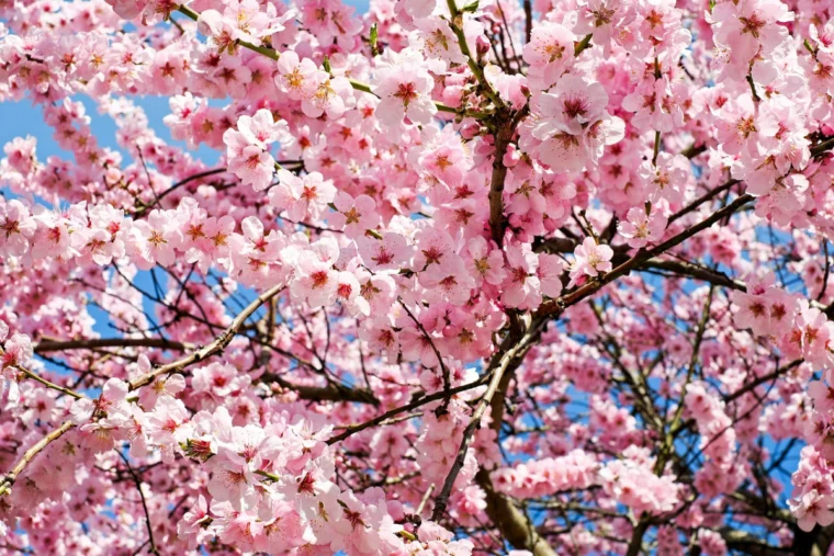 japanische zierkirsche unterpflanzen kirsche garten himmel