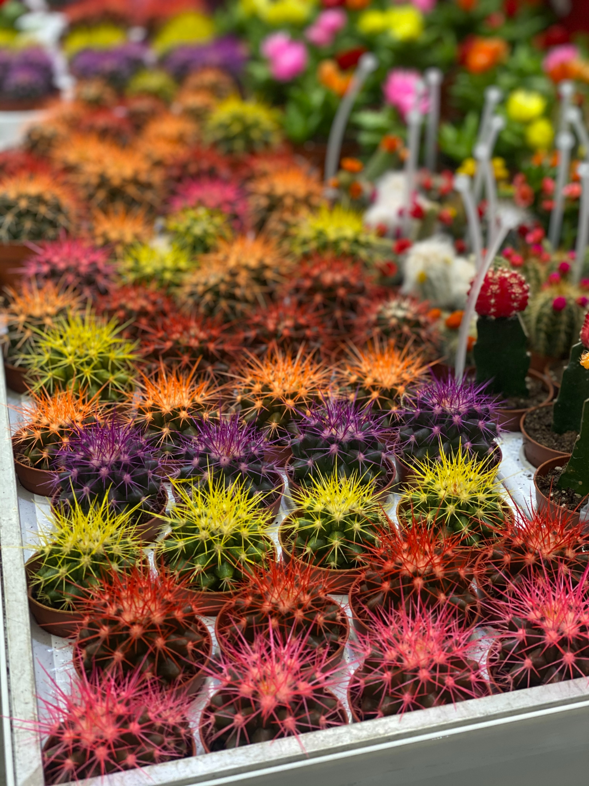 kakteen in verschiedenen farben kaktus bilder