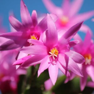kakteen zum bluehen bringen kaktus mit rosa blueten