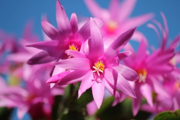 kakteen zum bluehen bringen kaktus mit rosa blueten
