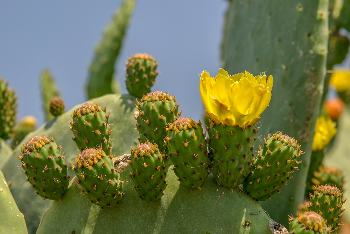 kaktus mit blueten grosse kaktuspflanze die blueht