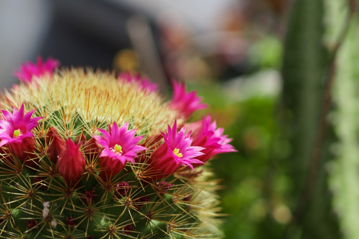 kaktus zum bluehen bringen kaktuspflanze rosa blueten