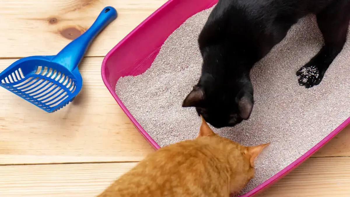 kann man katzenkot in die toilette werfen zwei katzen beschnueffeln