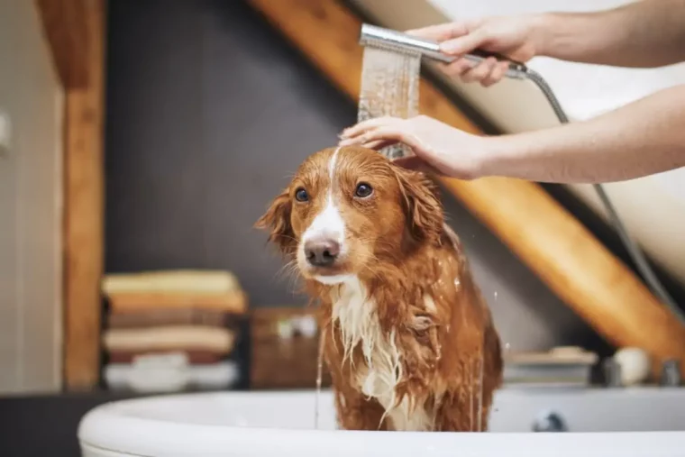 kann man mit shampoo putzen spuele saubern hund in der dusche