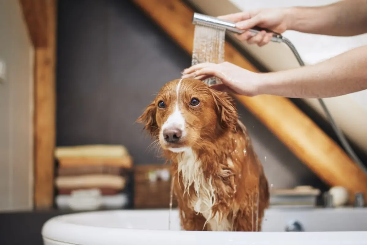 kann man mit shampoo putzen spuele saubern hund in der dusche