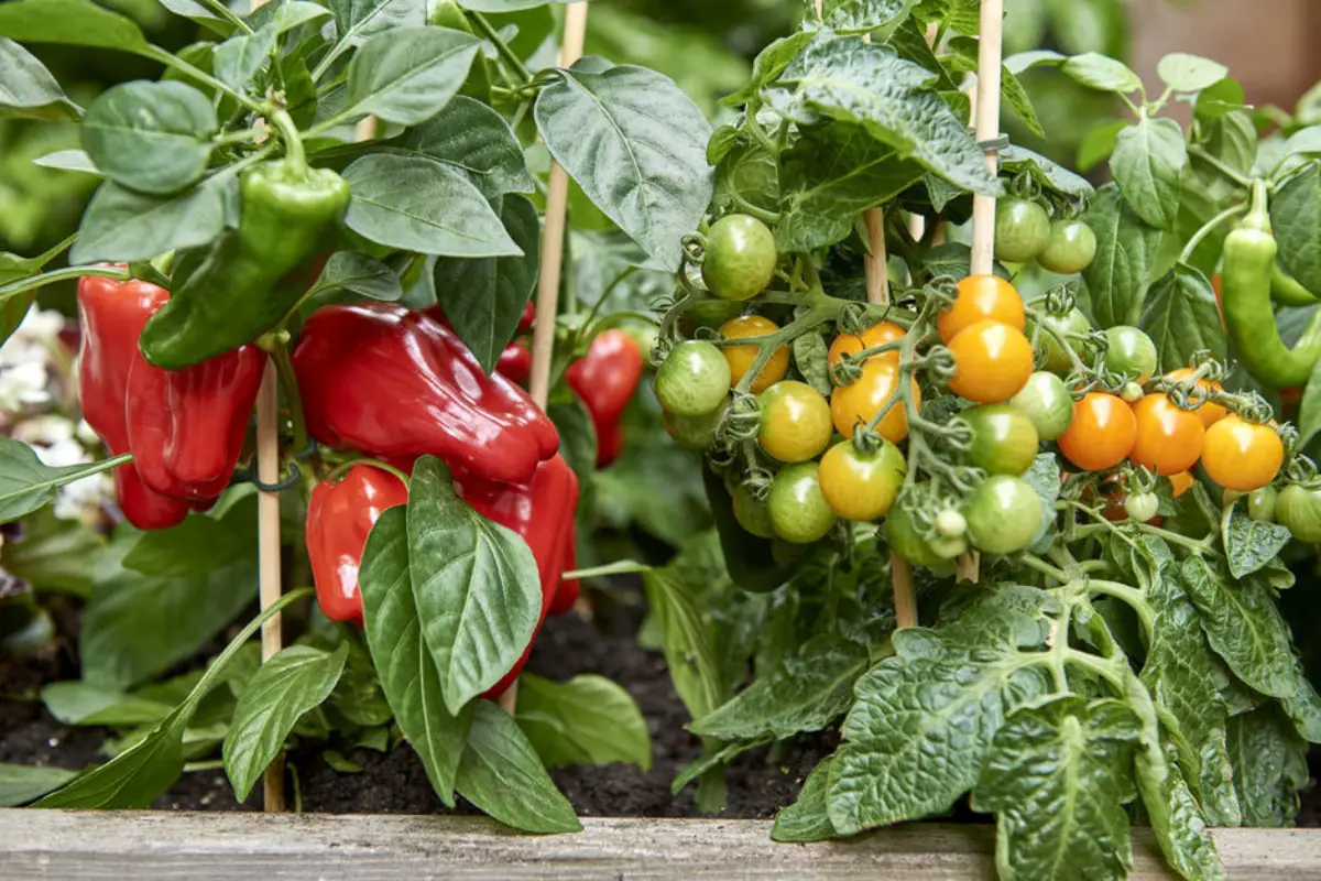 kann man tomaten und paprika zusammen setzen tomaten paprika nachbarn cherry tomaten und paprika in hochbeet