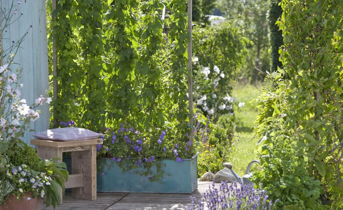 kleine terrasse ideen moderne terrasse ideen 2023 hopfen kletternd