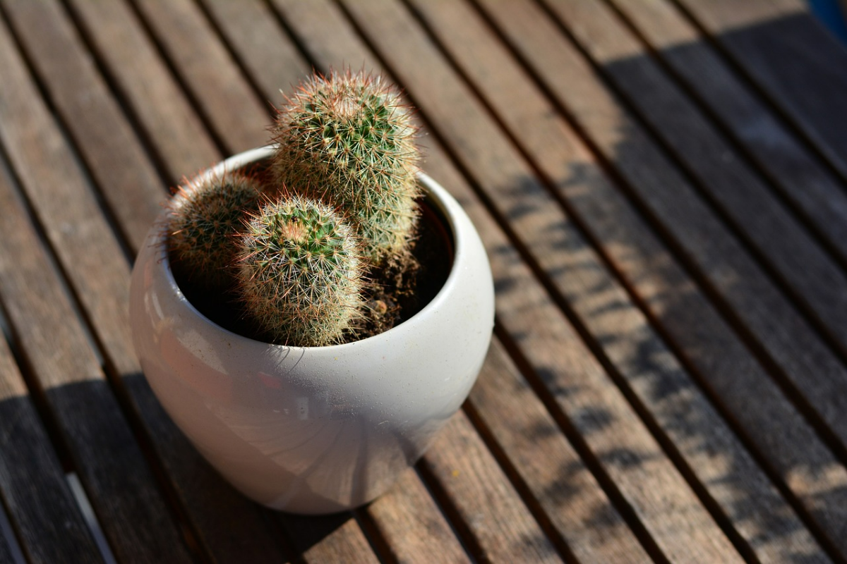 kleiner kaktus in weissem topf pflegeleichte zimmerpflanze