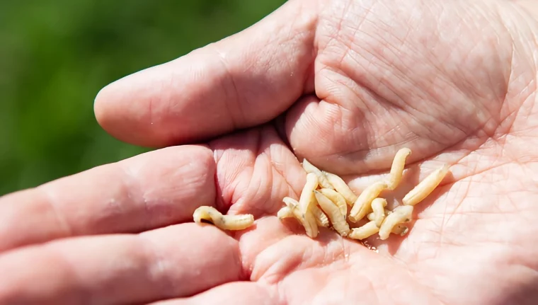 maden in der kueche loswerden larven in hand