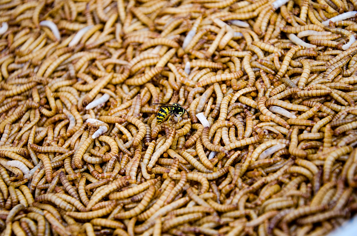 maden in kueche beseitigen viele larven