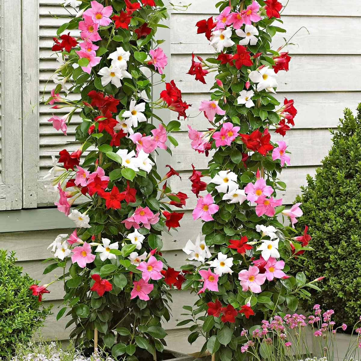 mandevilla kletterpflanze rote rosafarbene weiße trompetenblüten