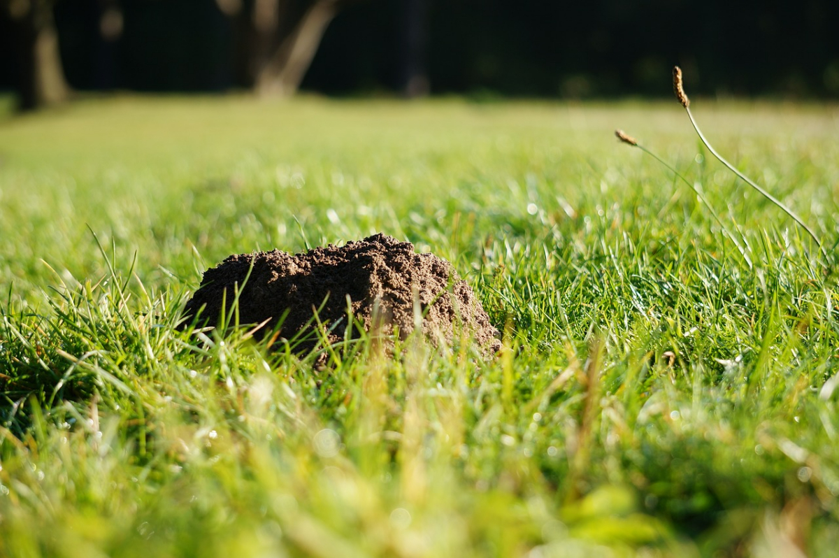 maulwuerfe im garten vertreiben erdhaufen im rasen