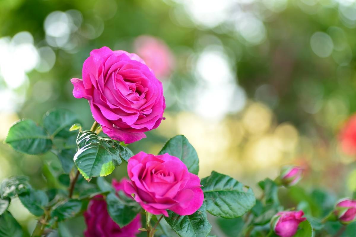 mehrjaehrige rosen schneiden rosenstrauch rosa blumen