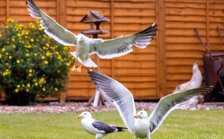 möwen vertreiben aus dem garten verschmutzen oberflächen beschädigen