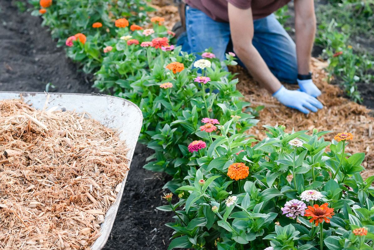 mulching mistakes to avoid 01 5665061 primary 2b8a0c7465ff4256aa8394b292ff3b4a