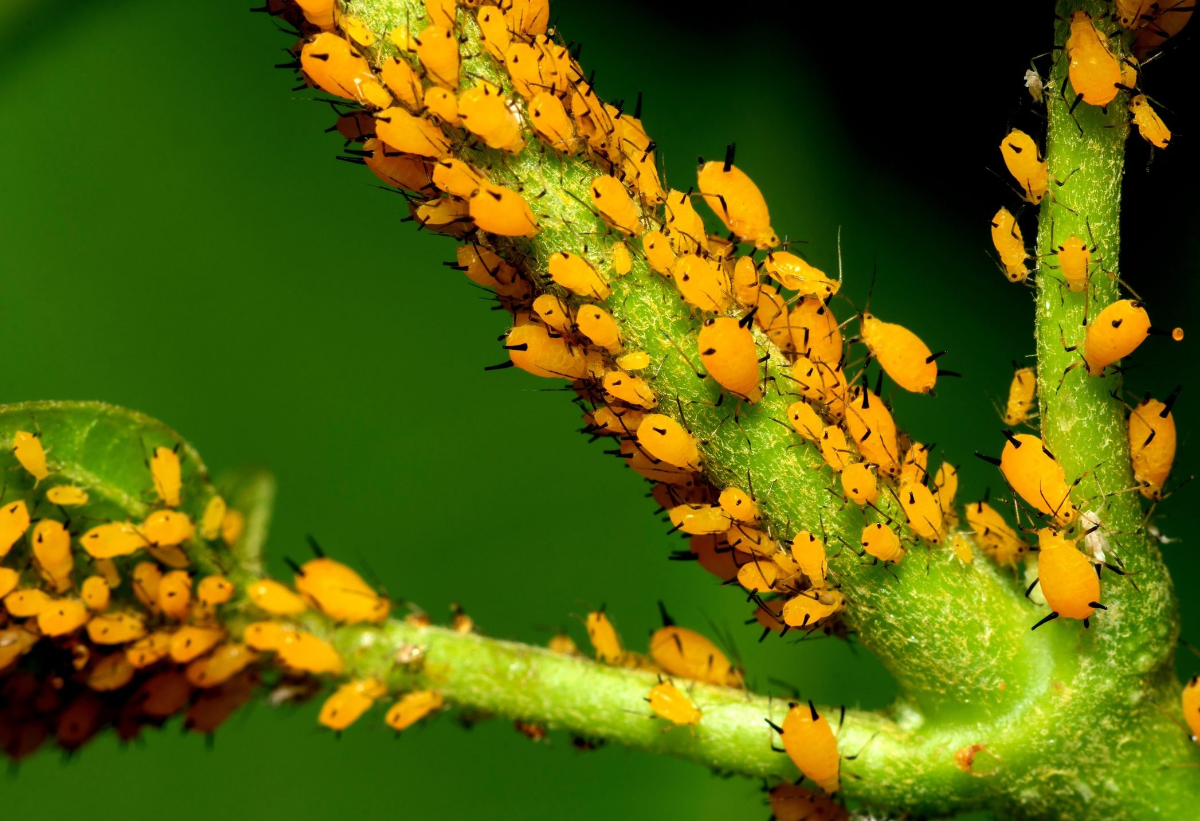natürlich viele gelbe blattläuse auf zimmerpflanzen bekämpfen