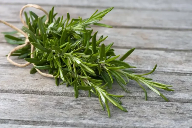 natürliche mittel gegen zecken im garten rosmarin