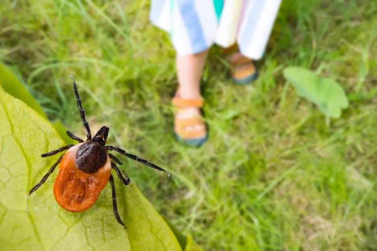 natürliche mittel gegen zecken im garten verwenden wenn kinder haustiere