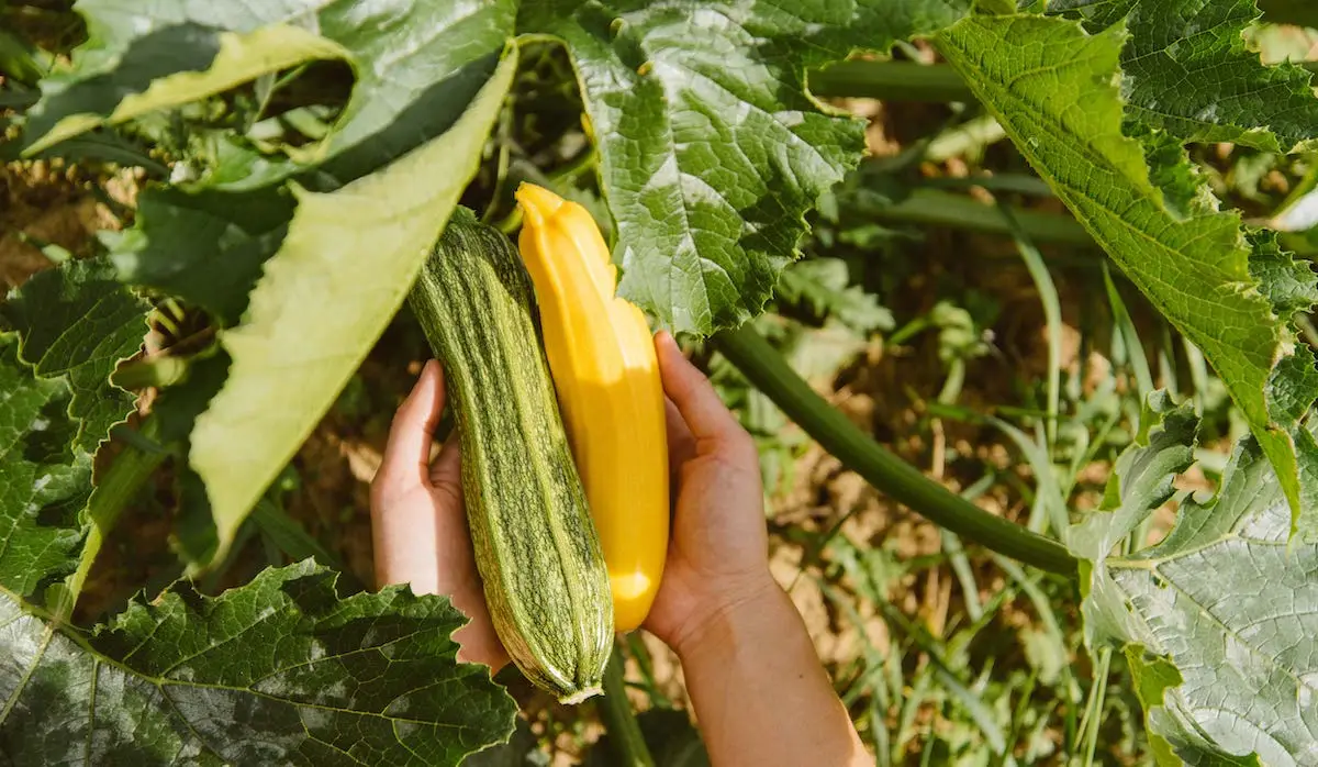 neue tipps fuer eine gigantische zucchiniernte