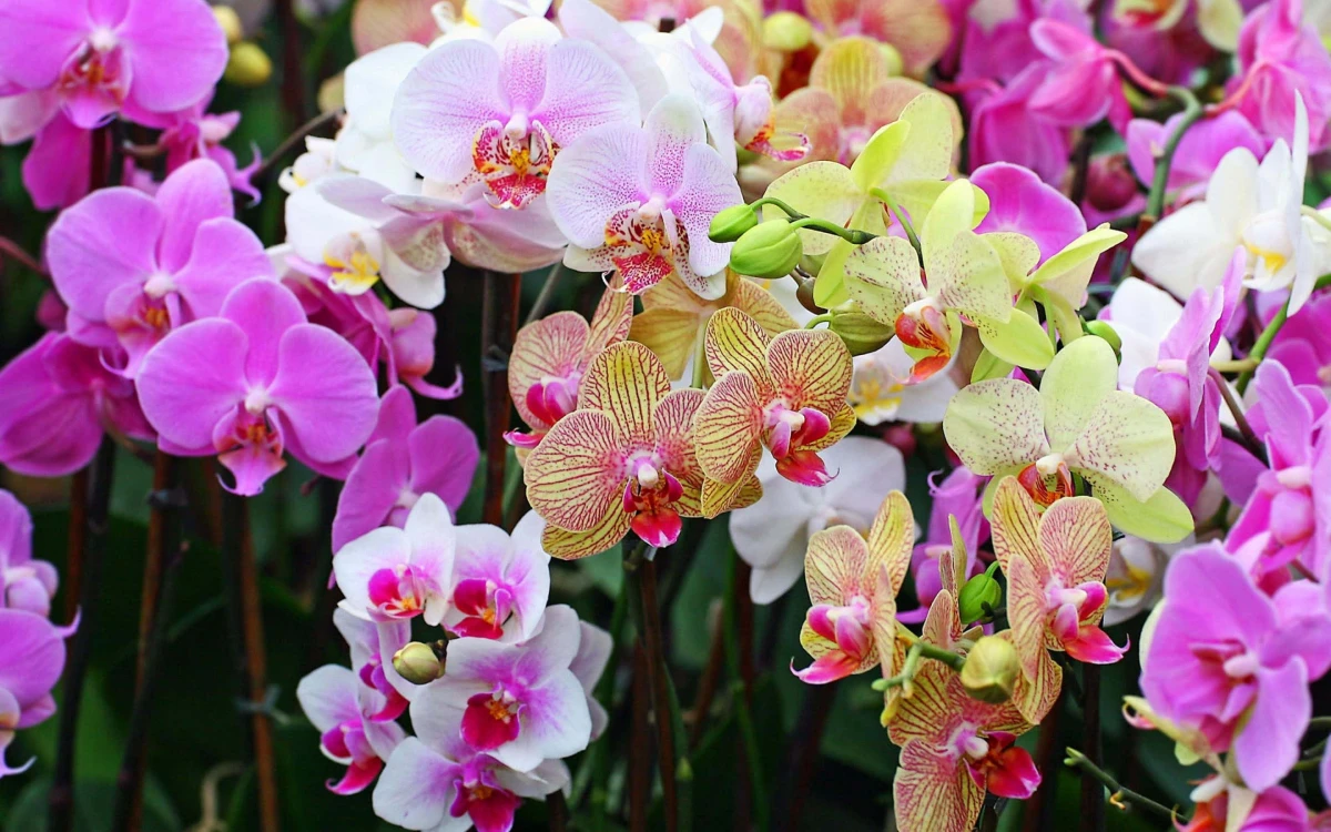 orhideen richtige pflege gegen krankheiten
