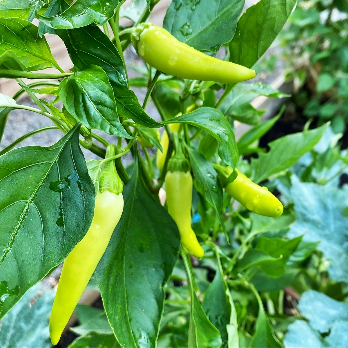 paprika anbauen im garten begleitpflanzen gruene paprikashoten