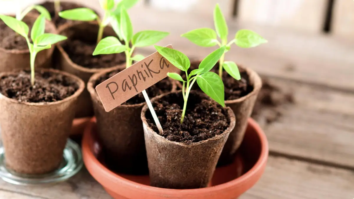 paprika pflanzen abstand gute nachbarn fuer paprika paprika vorziehen kleine toepfe mit kuemmel