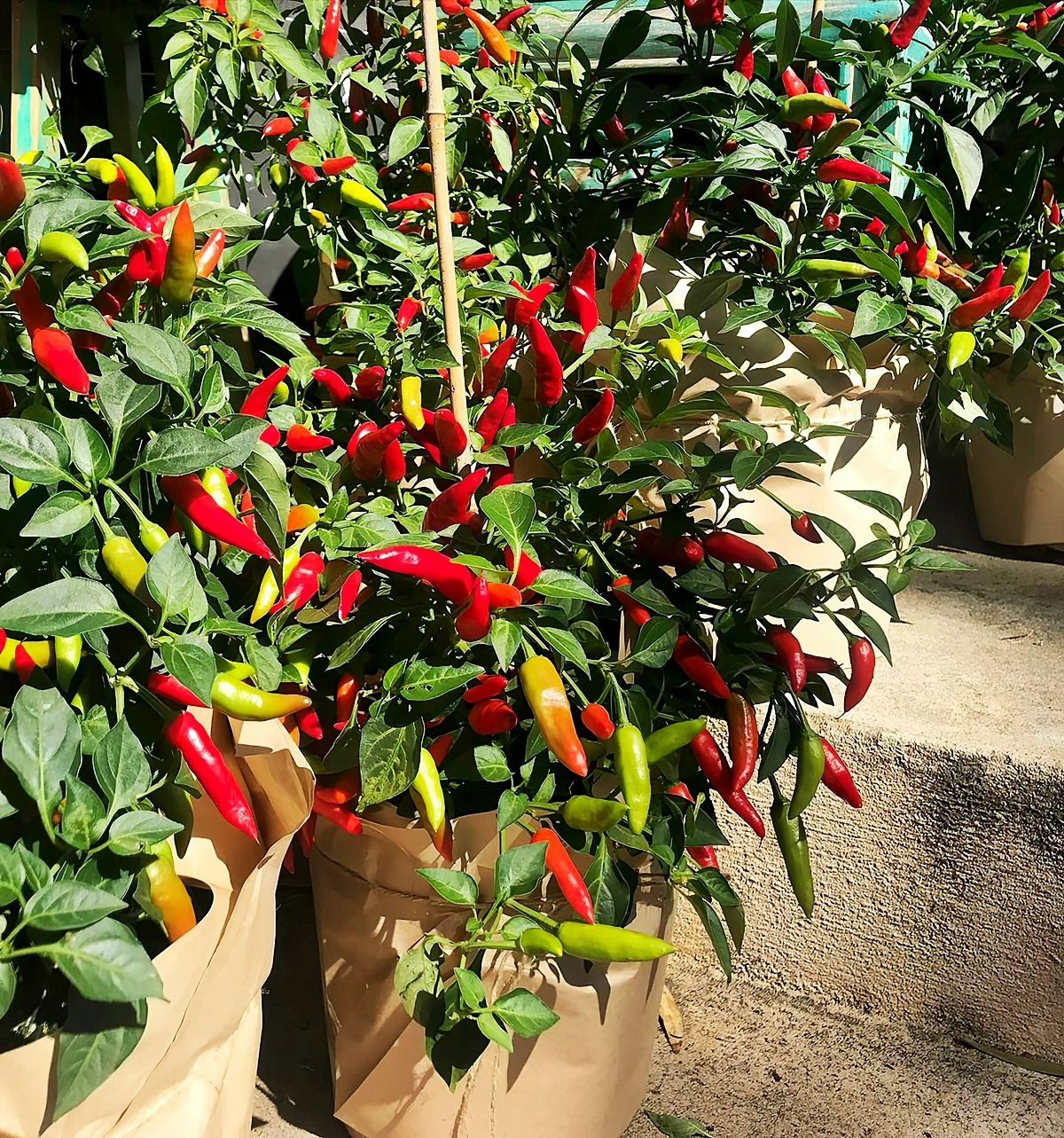 paprikas pflanzen im garten begleitpflanzen ideen