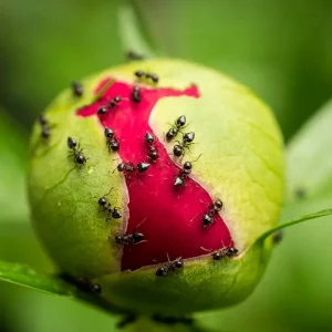 pfingstrosen ameisen nagen knospen an pflanze austrocknet