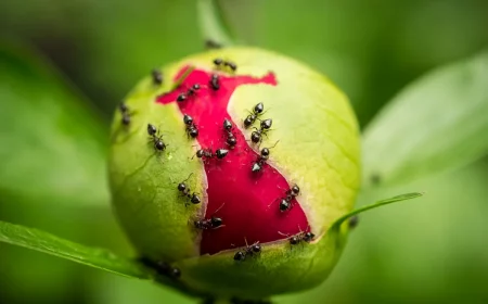 pfingstrosen ameisen nagen knospen an pflanze austrocknet