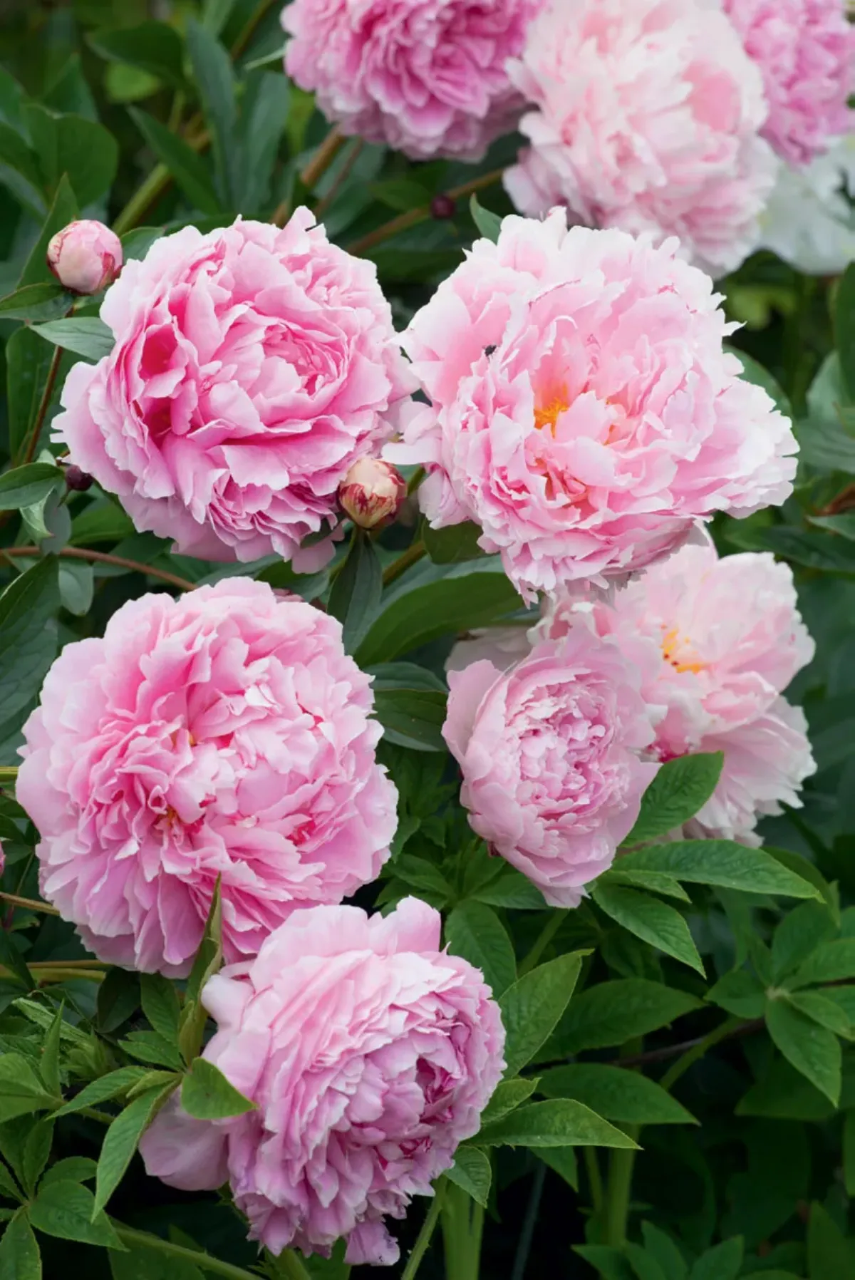 pfingstrosen rosa blüten durch düngen mehr blühen