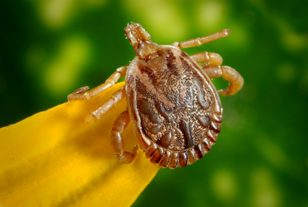 pflanzen die zecken vertreiben was hilft gegen zecken im garten