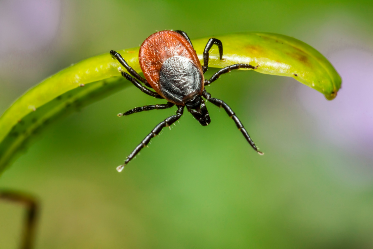 pflanzen die zecken vertreiben was hilft gegen zecken im garten