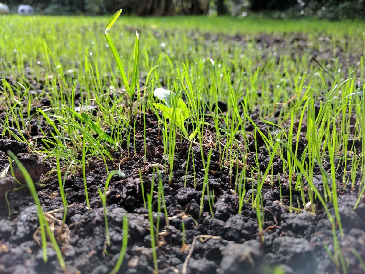 rasen kahle stellen im frühling beseitigen