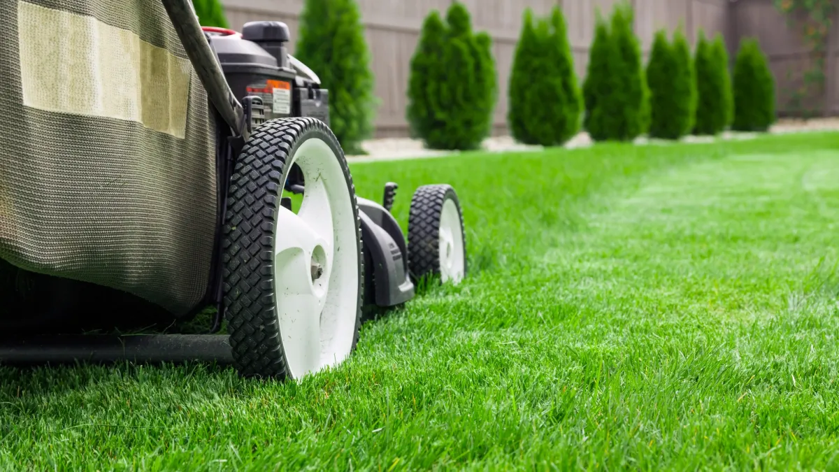 rasen mähen perfektes gras pflegen thuja