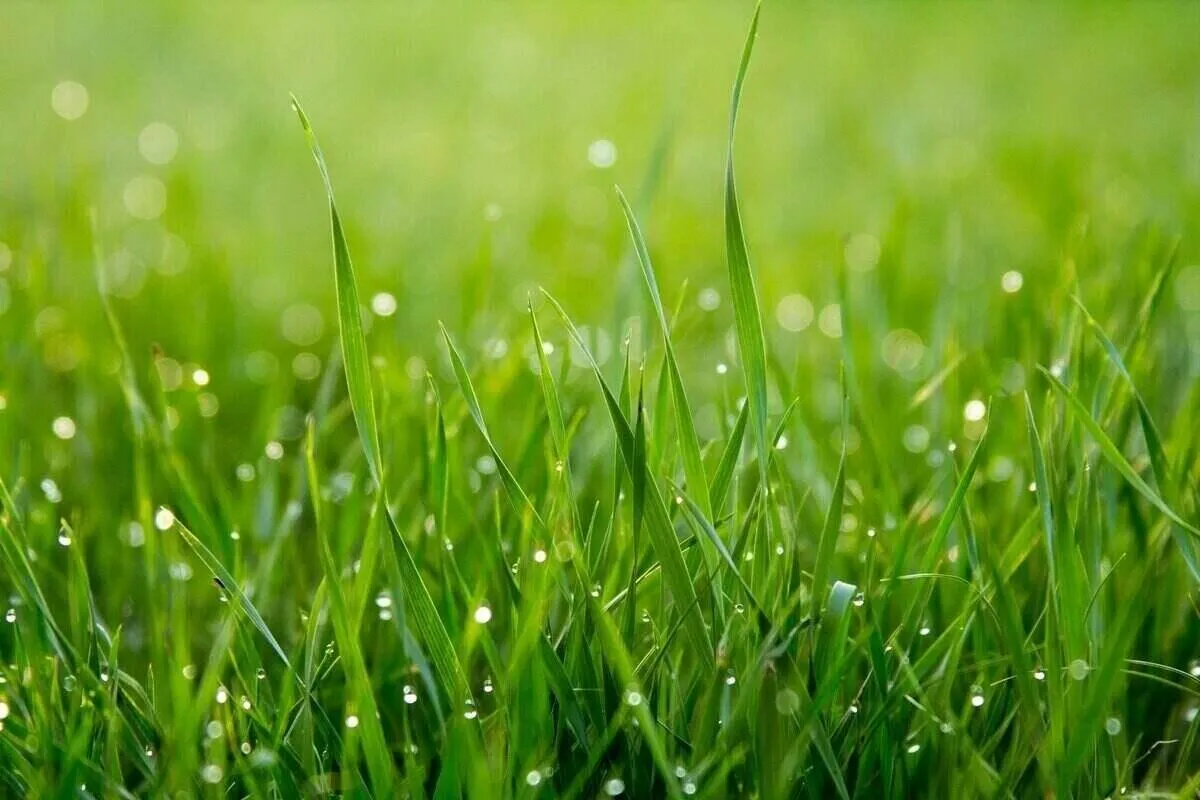 rasen säen gras wassertropfen grassträhnen grün gesund