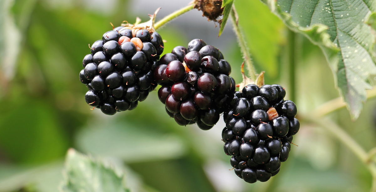 reben unterpflanzen strauecher brombeeren beeren