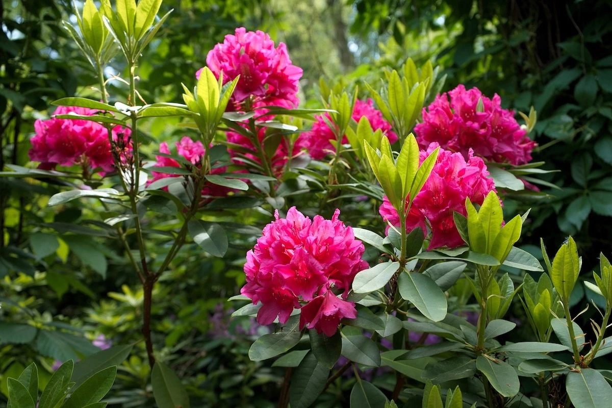 rhododendron düngen hausmittel so einfach ist es