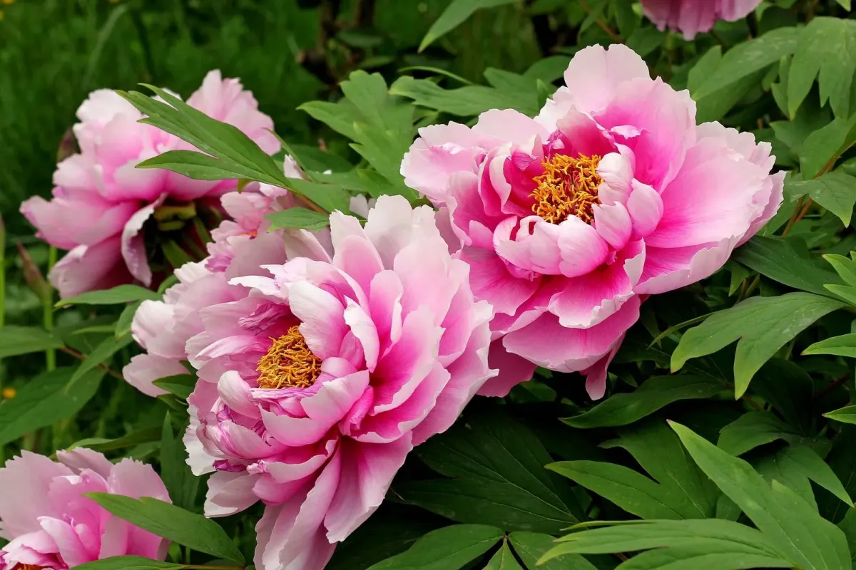 rosafarbene pfingstrosen riesige prächtige blüten garten blumen