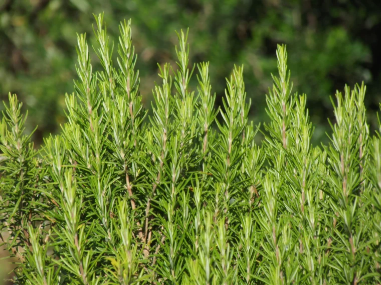 rosmarin vertrocknet krauter pflegen im garten