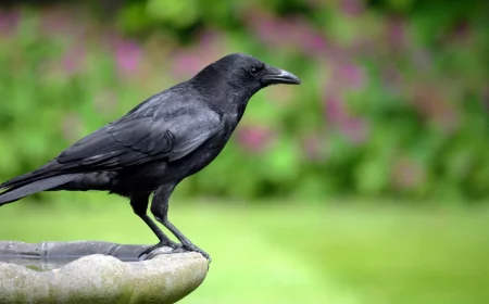 schwarzer rabe sitzt auf keramik waschbecken im garten mit lila blumen