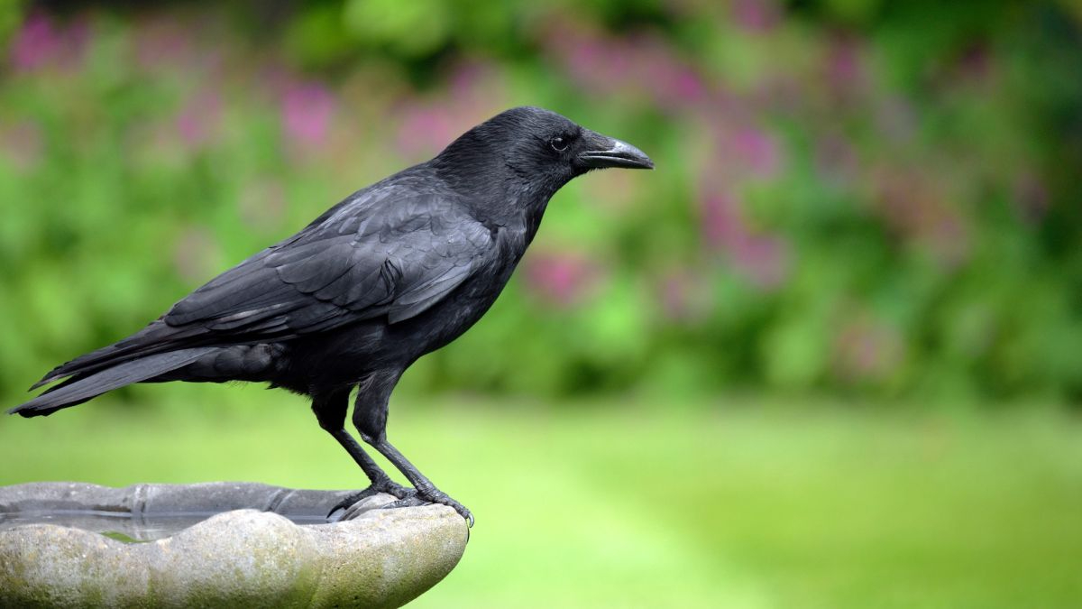 schwarzer rabe sitzt auf keramik waschbecken im garten mit lila blumen